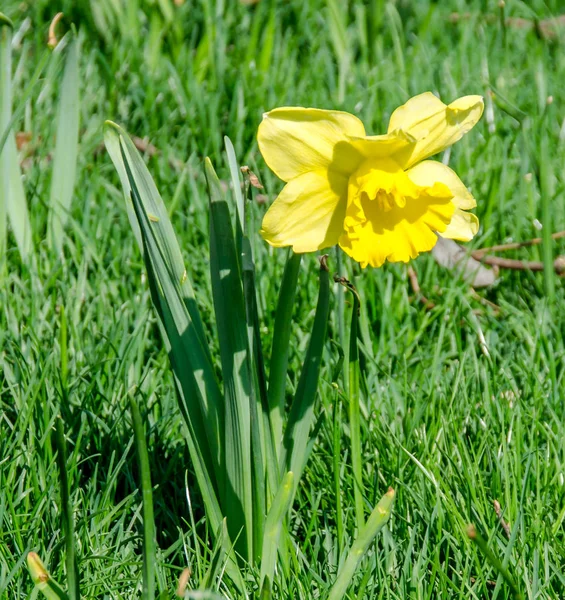 Giallo narciso fiori, campo verde, primo piano — Foto Stock