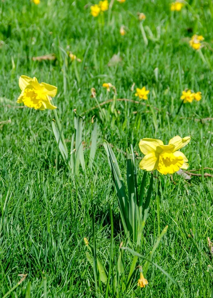 Gele narcissen bloemen, groene veld, close-up — Stockfoto
