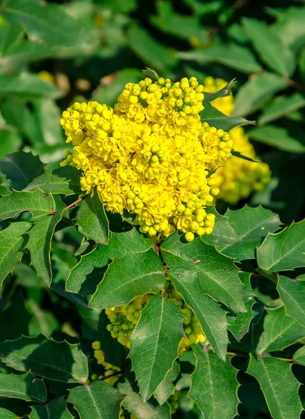 Gelbe Blüten, die "Heilige Joanblume" genannt werden, Galium verum — Stockfoto