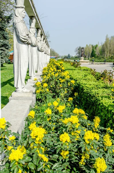 Желтые цветы, называемые "Цветок святой Жанны", Galium verum — стоковое фото