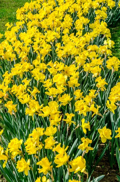 Giallo narciso fiori, campo verde, primo piano — Foto Stock
