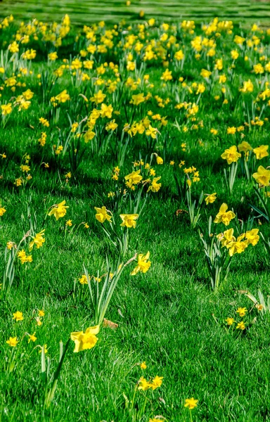 Giallo narciso fiori, campo verde, primo piano — Foto Stock