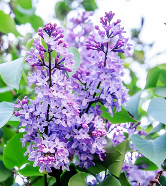 Pink, violet Syringa vulgaris flowers close up — Stock Photo, Image