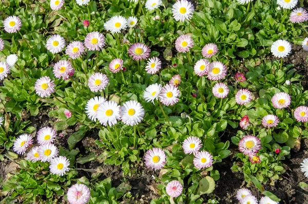 Rosa-branco daisys flores, planta verde de perto — Fotografia de Stock