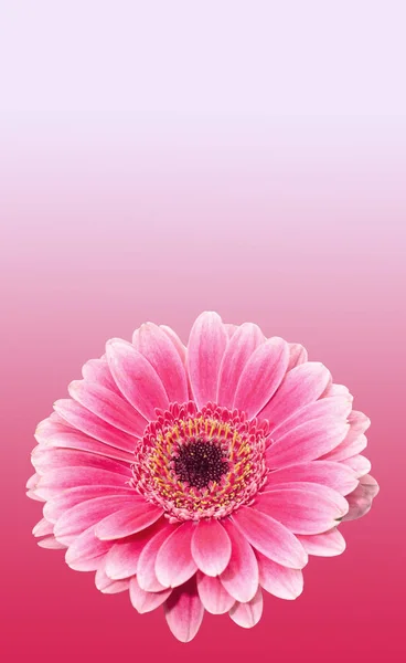 Pink gerbera flower close up, isolated gradient background — Stock Photo, Image