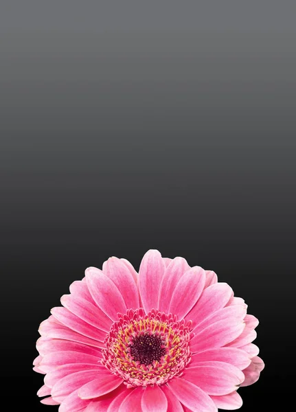 Pink gerbera flower close up, isolated gradient background — Stock Photo, Image