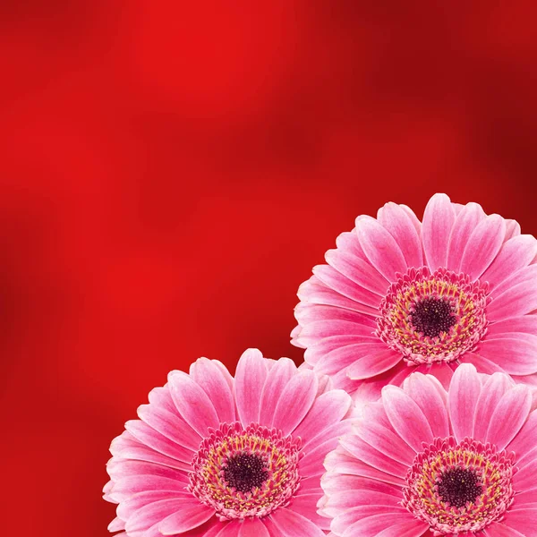 Pink gerbera flower close up, isolated gradient background — Stock Photo, Image