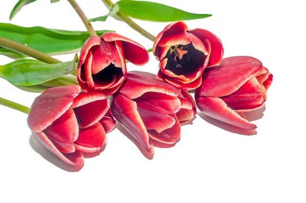 Flores de tulipanes rojos con hojas verdes, de cerca aisladas — Foto de Stock