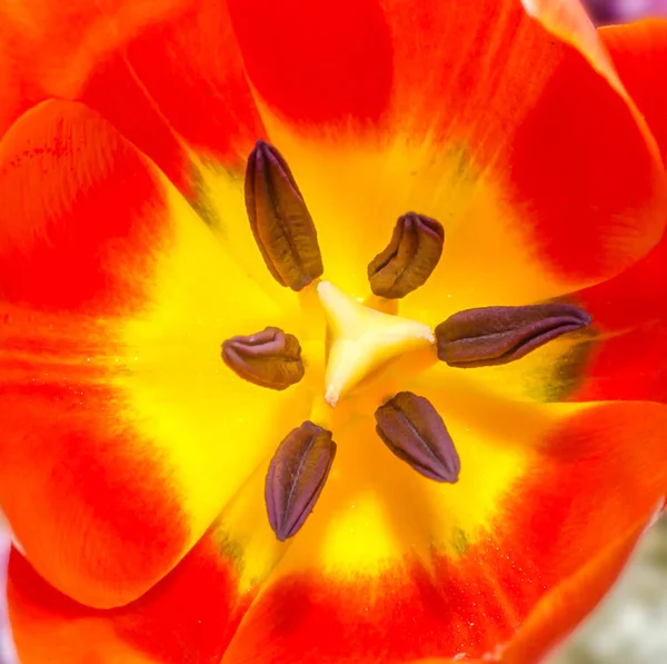 Tulipa vermelha fechar flor, sementes macro — Fotografia de Stock