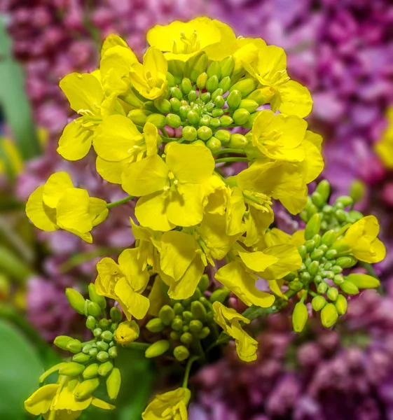 Flores amarillas llamadas anémona pulsatilla o flor de Pascua — Foto de Stock