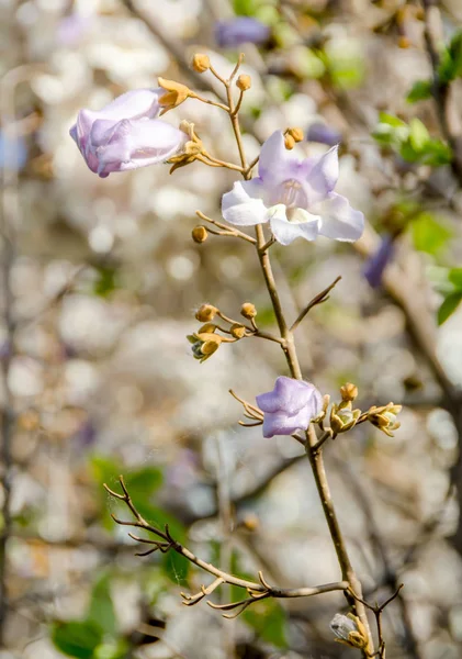 Paulownia tomentosa ağacının leylak rengi çiçekleri yakın çekim — Stok fotoğraf