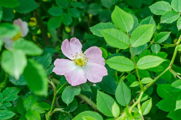 Kwiaty różowe dziki krzew różany, park pejzaż z bliska — Zdjęcie stockowe
