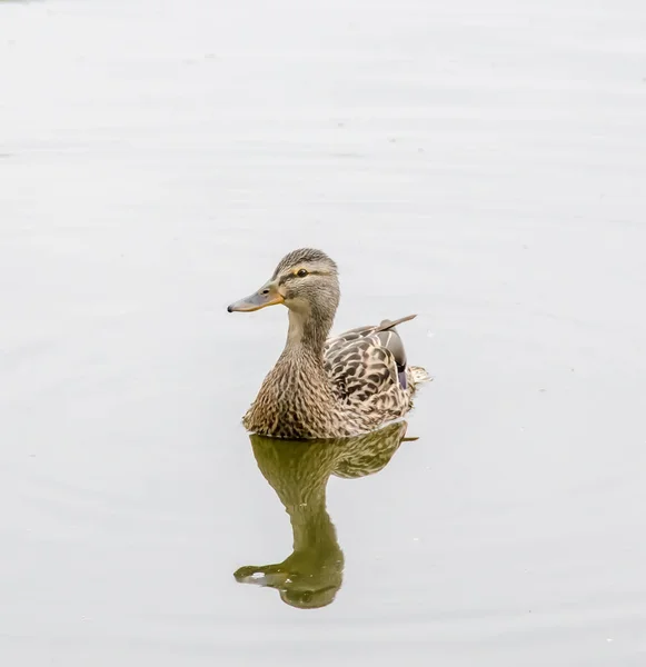 Canard sauvage coloré sur l'eau du lac — Photo