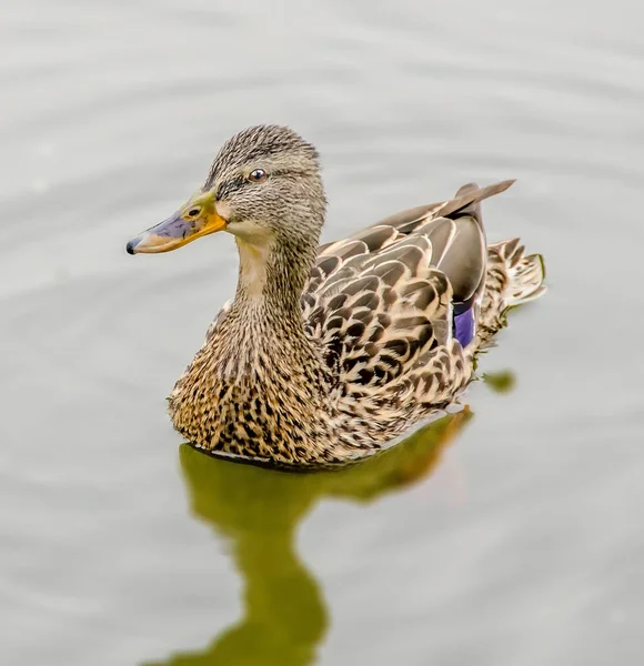 Canard sauvage coloré sur l'eau du lac — Photo