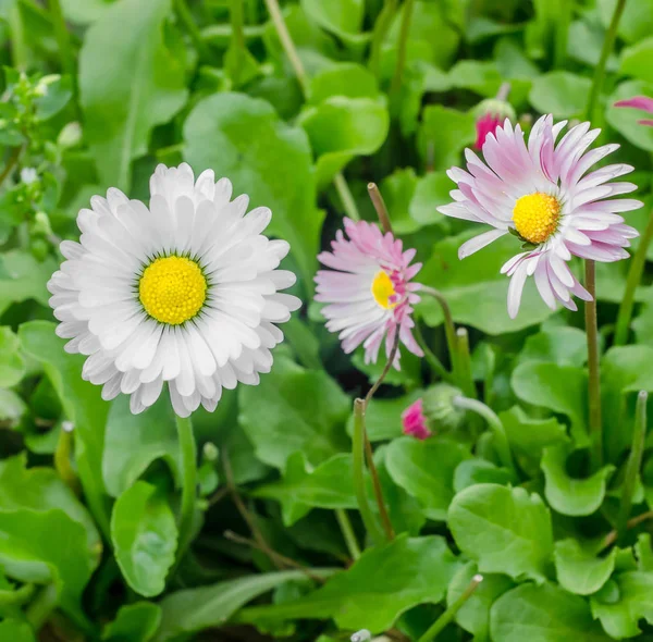 Fleurs de marguerites blanches, roses, feuilles vertes, gros plan — Photo