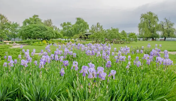 Ліловий, фіолетовий Ірис квітка, зеленим листям, крупним планом — стокове фото