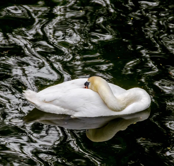 White swan on dark water, close up portrait