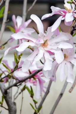 Pembe Manolya ağacı dalı çiçekler, Aile Manolyagiller, yakın çekim
