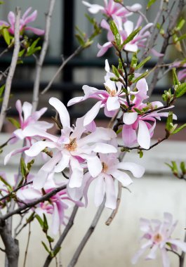 Pembe Manolya ağacı dalı çiçekler, Aile Manolyagiller, yakın çekim