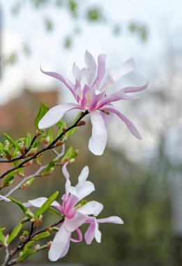 Pembe Manolya ağacı dalı çiçekler, Aile Manolyagiller, yakın çekim