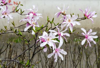 Pembe Manolya ağacı dalı çiçekler, Aile Manolyagiller, yakın çekim