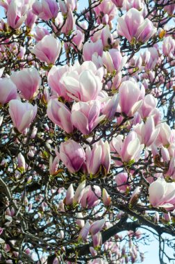 Pembe Manolya ağacı dalı çiçekler, Aile Manolyagiller, yakın çekim