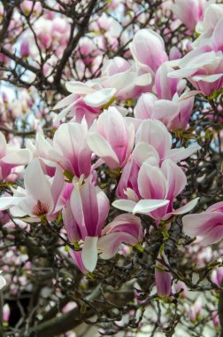 Pembe Manolya ağacı dalı çiçekler, Aile Manolyagiller, yakın çekim