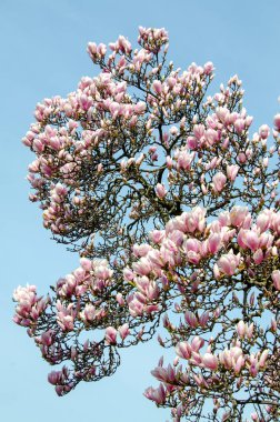 Pembe Manolya ağacı dalı çiçekler, Aile Manolyagiller, yakın çekim