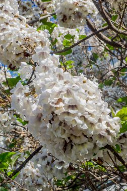 Paulownia tomentosa ağacı, beyaz çiçekler yakın çekim