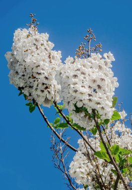 Paulownia tomentosa ağacı, beyaz çiçekler yakın çekim
