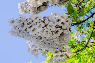 Paulownia tomentosa ağacı, beyaz çiçekler yakın çekim