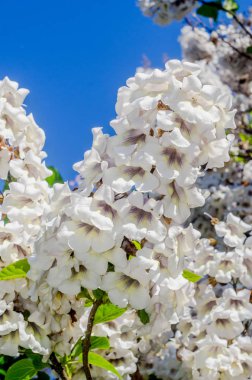 Paulownia tomentosa ağacı, beyaz çiçekler yakın çekim