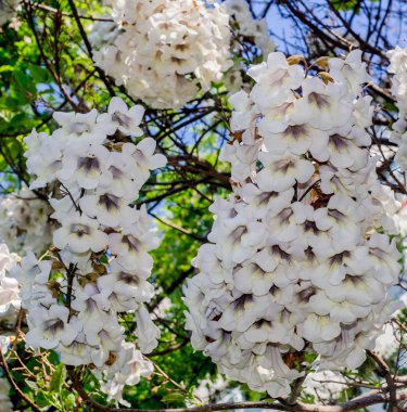 Paulownia tomentosa ağacı, beyaz çiçekler yakın çekim