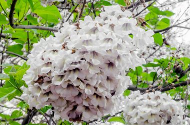 Paulownia tomentosa ağacı, beyaz çiçekler yakın çekim