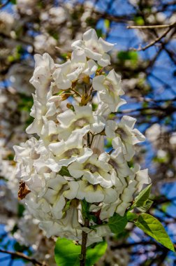 Paulownia tomentosa ağacı, beyaz çiçekler yakın çekim