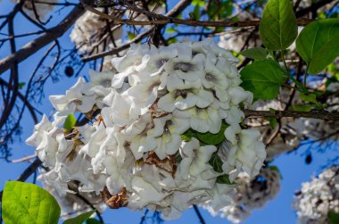 Paulownia tomentosa ağacı, beyaz çiçekler yakın çekim