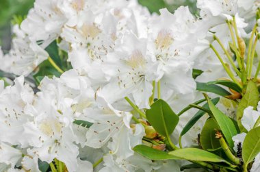 Haaga ormangülü ağaç çiçek yeşil yaprakları ile yakın çekim