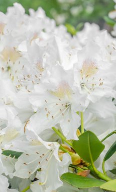 Haaga ormangülü ağaç çiçek yeşil yaprakları ile yakın çekim