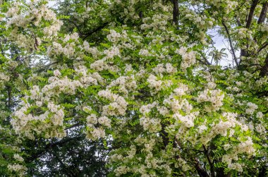 Siyah çekirge, Robinia pseudoacacia ağaç çiçek, yakın çekim