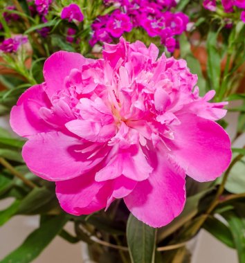 İzole, pembe Paeonia peregrina çim arka plan, yakın çekim