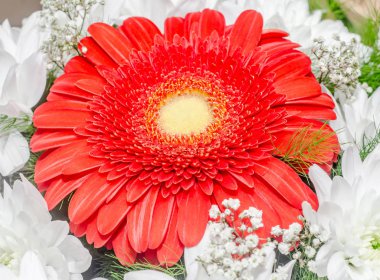 Beyaz ve kırmızı krizantem çiçekler, anneler ya da chrysanths