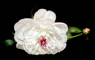 Beyaz Paeonia peregrina siyah arka plan, izole, yakın çekim