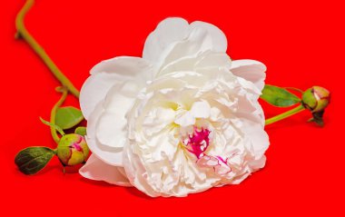 Beyaz Paeonia peregrina kırmızı arka plan, izole, yakın çekim