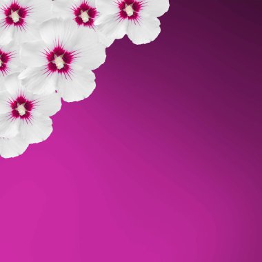 Beyaz Hibiscus rosa-chinensis çerçeve, gradyan kartı geri çiçek