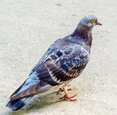 Güvercin kırmızı gözlü renkli, yakın çekim, izole