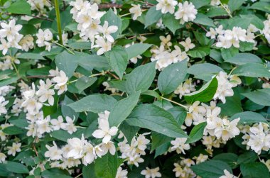 Ayrıca çeşitli İspanyol Yasemin bilinen Jasminum grandiflorum