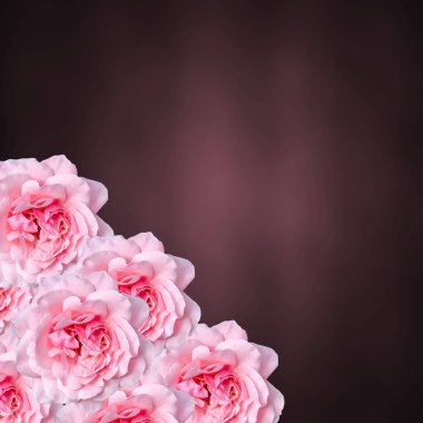 Pembe Gül yakından bakınca, kahverengi bokeh parlak arka plan