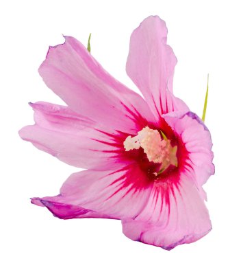 Pembe Hibiscus rosa-chinensis çiçek, yakın çekim, yalıtılmış