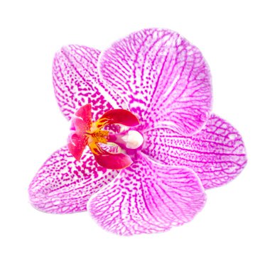İzole Orhideea Phalaenopsis orkide çiçek, pembe