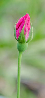 Pembe gül bud dalı, bahçede, yakın çekim